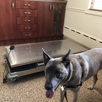 Foster Animal Hospital - Doctor is almost in - Veterinarians Near Me - Clifton, New Jersey Foster Animal Hospital - Doctor is almost in - Veterinarians Near Me - Clifton, New Jersey