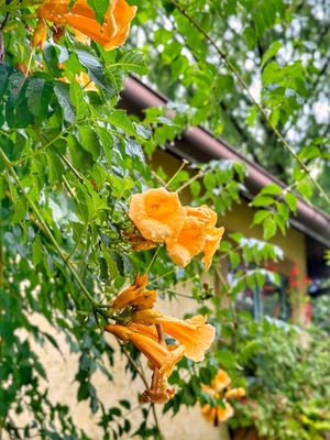 Mirbeau Inn & Spa Skaneateles by null