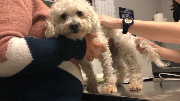 animal am emergency clinic