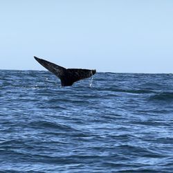 Whale Research Eco Excursions - About 100 feet away. Awesome fluke shot!