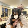 Photo of Petsburgh Grooming