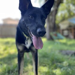 PDX Purrfessionals - Sun's out tongues out!