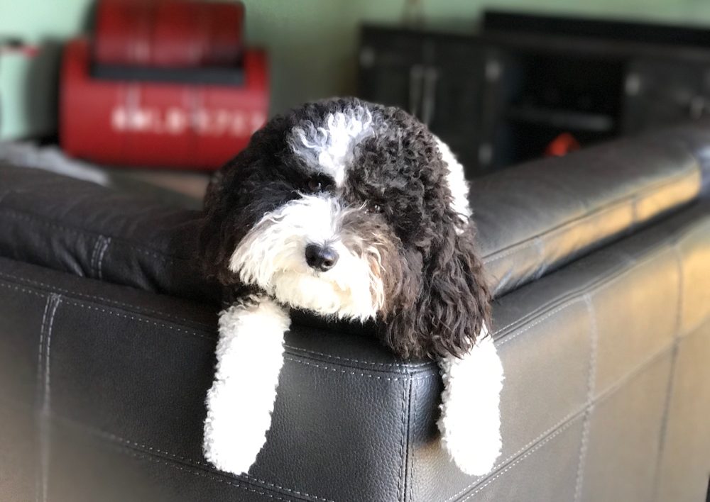 CRISTY’S GROOMING 42 Photos & 20 Reviews Pet Groomers 1045 S