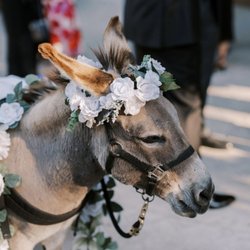 Cave Creek Beer Burro - Cave Creek Beer Burro