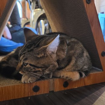 Pounce Cat Cafe - Pet Adoption Near Me - Charleston, South Carolina