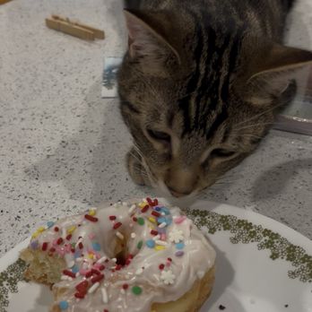 Uffda Donuts - Classic doughnut with frosting - A tabby cat with distinctive striped fur is leaning over a white plate with a green floral pattern, sniffing a donut topped with white frosting and colorful sprinkles. The donut has a bite taken out of it, revealing its interior. The plate is on a speckled countertop, with a pencil and clothespin visible in the background. - Donuts Near Me - Blaine, Minnesota