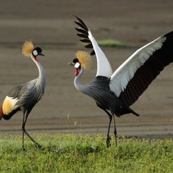 Adventure Safari Network - Crowned Cranes in the mating ritual.