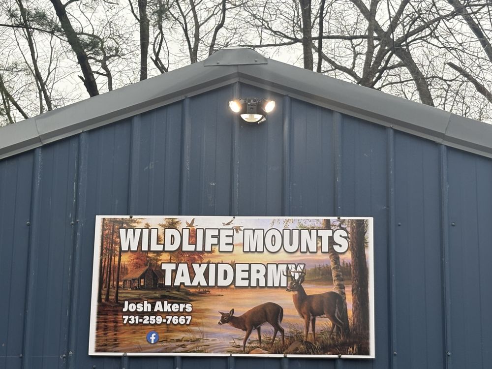 Wildlife Mounts Taxidermy - taxidermy in Dyersburg, TN