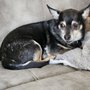Photo of Yappy Days Pet Grooming