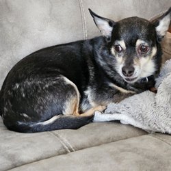 Yappy Days Pet Grooming