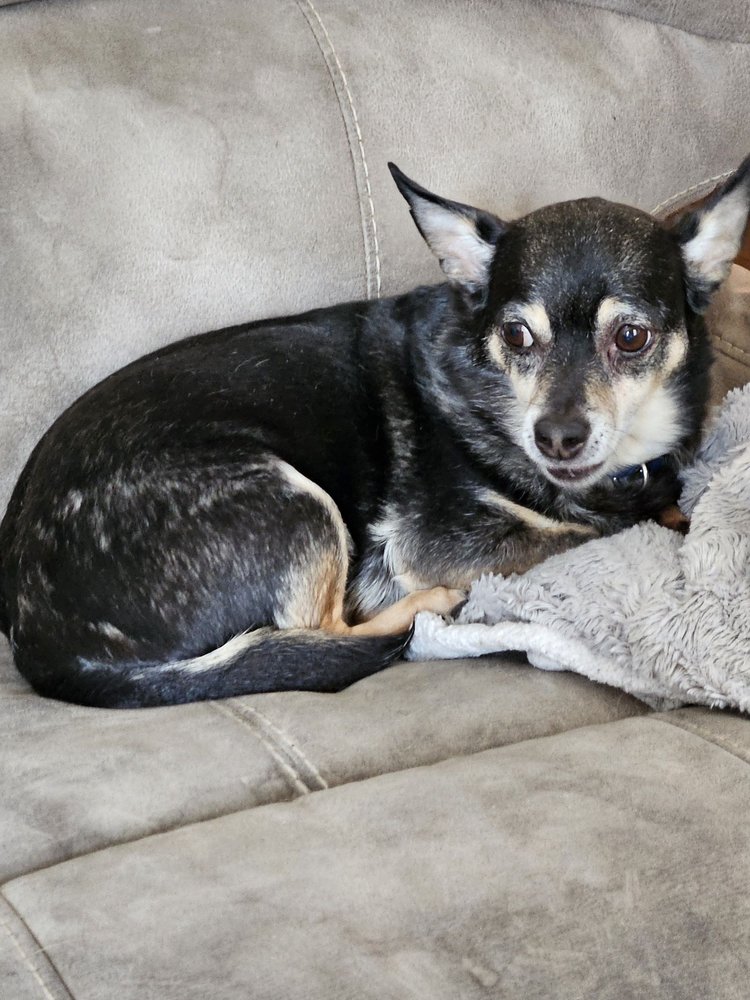 YAPPY DAYS PET GROOMING Updated October 2024 204 S Potomac St