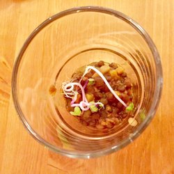 Die Amsel - Veganer Linseneintopf (Klein-Klein-Menü 1.4.2017, 13 Gänge)