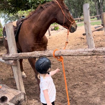 Turtle Bay Horseback Riding - We brought some mini carrots for the horses while we waited for our turn. Oker looks huge next to a 3 year old but was so gentle. - Horseback Riding Near Me - Kahuku, Hawaii Turtle Bay Horseback Riding - We brought some mini carrots for the horses while we waited for our turn. Oker looks huge next to a 3 year old but was so gentle. - Horseback Riding Near Me - Kahuku, Hawaii
