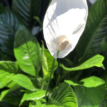 Divisadero Florist - Peace Lily Which is also on the NASA list for purifying air - Florists Near Me - San Francisco, California Divisadero Florist - Peace Lily Which is also on the NASA list for purifying air - Florists Near Me - San Francisco, California