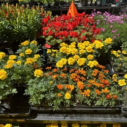 Walmart Supercenter - Flowers 4.5.24