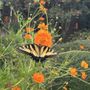 Fifth Season Gardening