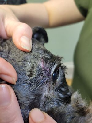 Georgias Pet Salon & Boutique