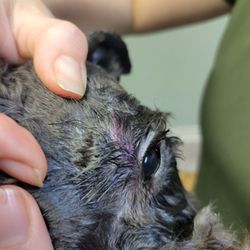 Georgias Pet Salon & Boutique