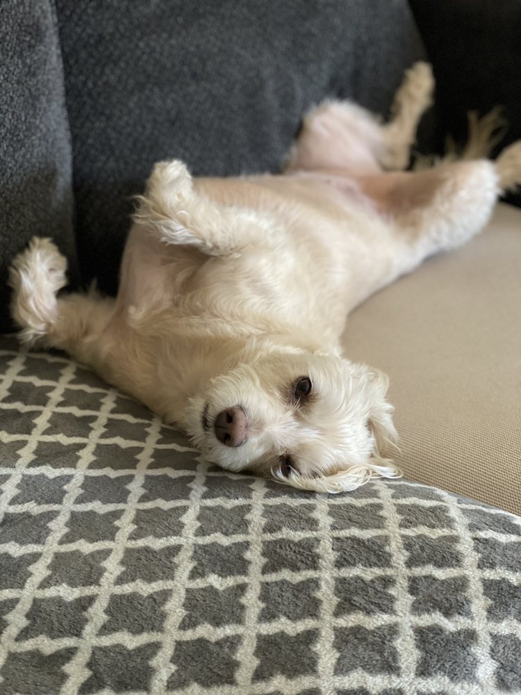 CAMELBACK ANIMAL CLINIC 47 Photos & 92 Reviews 1025 E Camelback Rd