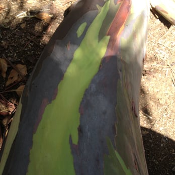 Foster Botanical Garden - Rainbow Eucalyptus (Eucalyptus deglupta) - Botanical Gardens Near Me - Honolulu, Hawaii Foster Botanical Garden - Rainbow Eucalyptus (Eucalyptus deglupta) - Botanical Gardens Near Me - Honolulu, Hawaii