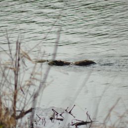 Otter