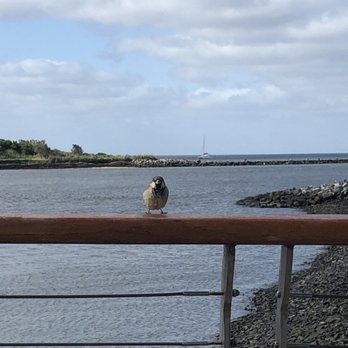 Cape May Lewes Ferry - lil birdie knows I love birds! - Ferries Near Me - North Cape May, New Jersey Cape May Lewes Ferry - lil birdie knows I love birds! - Ferries Near Me - North Cape May, New Jersey