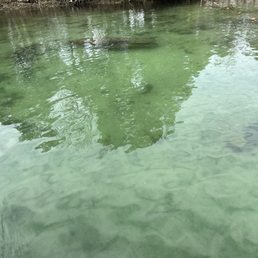 Manatees in the water Manatees in the water