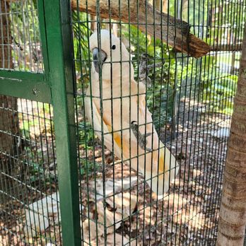 Jungle Island - Amusement Parks Near Me - Miami, Florida Jungle Island - Amusement Parks Near Me - Miami, Florida