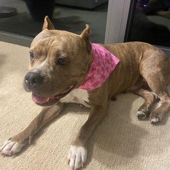 Honolulu Dog Spa - Shiny, clean, and happy! - Pet Groomers Near Me - Honolulu, Hawaii