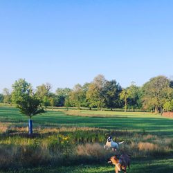 Miller Meadows Dog Park - Come chase me!!!