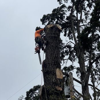 Clear Sky Tree Services - Huge tree removal, climbed. No access to use our bucket lift. - Tree Services Near Me Clear Sky Tree Services - Huge tree removal, climbed. No access to use our bucket lift. - Tree Services Near Me
