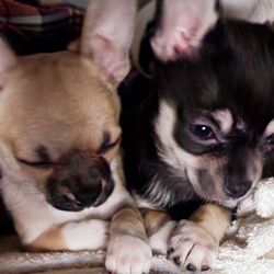 Homestead Animal Hospital - Adam & Noah Bear