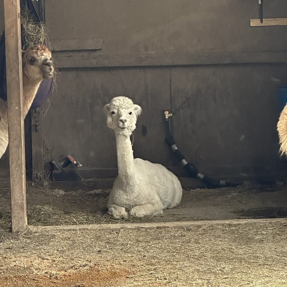 The Blue Alpaca Ranch and Store - Ranches Near Me - Belfast, Maine The Blue Alpaca Ranch and Store - Ranches Near Me - Belfast, Maine