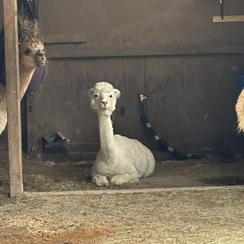 The Blue Alpaca Ranch and Store - Ranches Near Me - Belfast, Maine The Blue Alpaca Ranch and Store - Ranches Near Me - Belfast, Maine