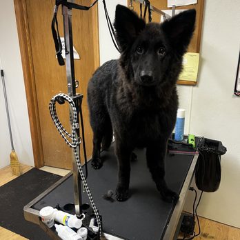 Grooming By Erin - Pet Groomers Near Me - Alden, New York Grooming By Erin - Pet Groomers Near Me - Alden, New York