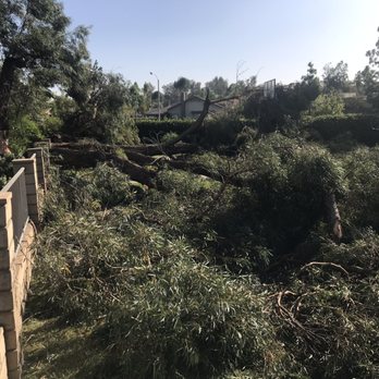 Ortega's Jr Tree Service - Before - it was a massive tree - Tree Services Near Me - Riverside , California