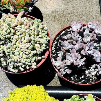 Amalia's Succulents - Nurseries & Gardening Near Me - Vista, California