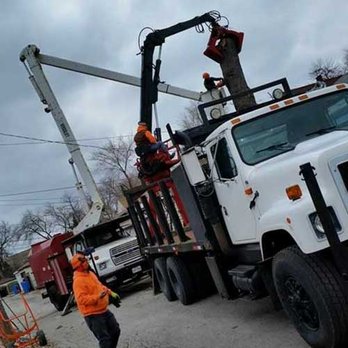 Phenomenal Tree Service - Our Trucks - Tree Services Near Me - Chicago, Illinois Phenomenal Tree Service - Our Trucks - Tree Services Near Me - Chicago, Illinois