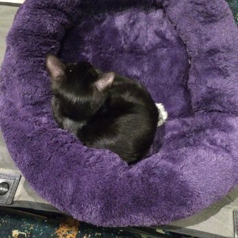 Midsummer Scream - Kitten Rescue Los Angeles Adoption fee $60 - Festivals Near Me - Long Beach, California Midsummer Scream - Kitten Rescue Los Angeles Adoption fee $60 - Festivals Near Me - Long Beach, California