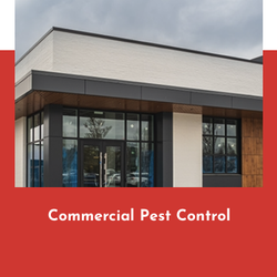 Beacon Pest Services - Best pest control services near me