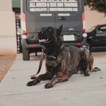 Primal Canine - Pet Training Near Me - Gilroy, California