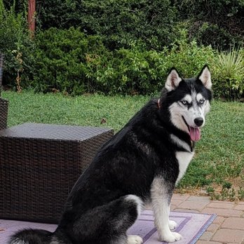 Super Pups - Pet Groomers Near Me - Lakewood, Colorado Super Pups - Pet Groomers Near Me - Lakewood, Colorado
