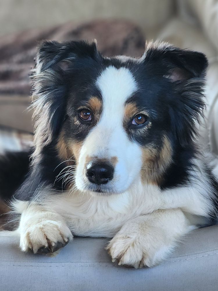 Dogs In Balance - pet boarding facility in Cool, CA