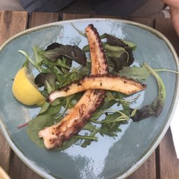 Octopus Octopus