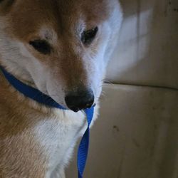 Wasson Memorial Veterinary Clinic - MAX.