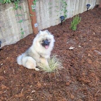 D Garcia's Landscaping - Puppy sitting on top of a plant - Landscaping Near Me - Richmond, California