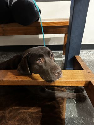 Indigo Reef Brewing Company by null