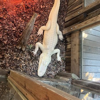 St. Augustine Alligator Farm Zoological Park - Bones the albino alligator. - Zoos Near Me - Saint Augustine, Florida St. Augustine Alligator Farm Zoological Park - Bones the albino alligator. - Zoos Near Me - Saint Augustine, Florida