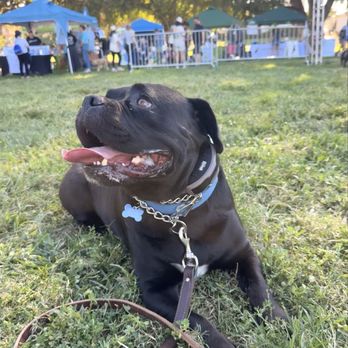 Fur Real K9 - Pet Training Near Me Fur Real K9 - Pet Training Near Me