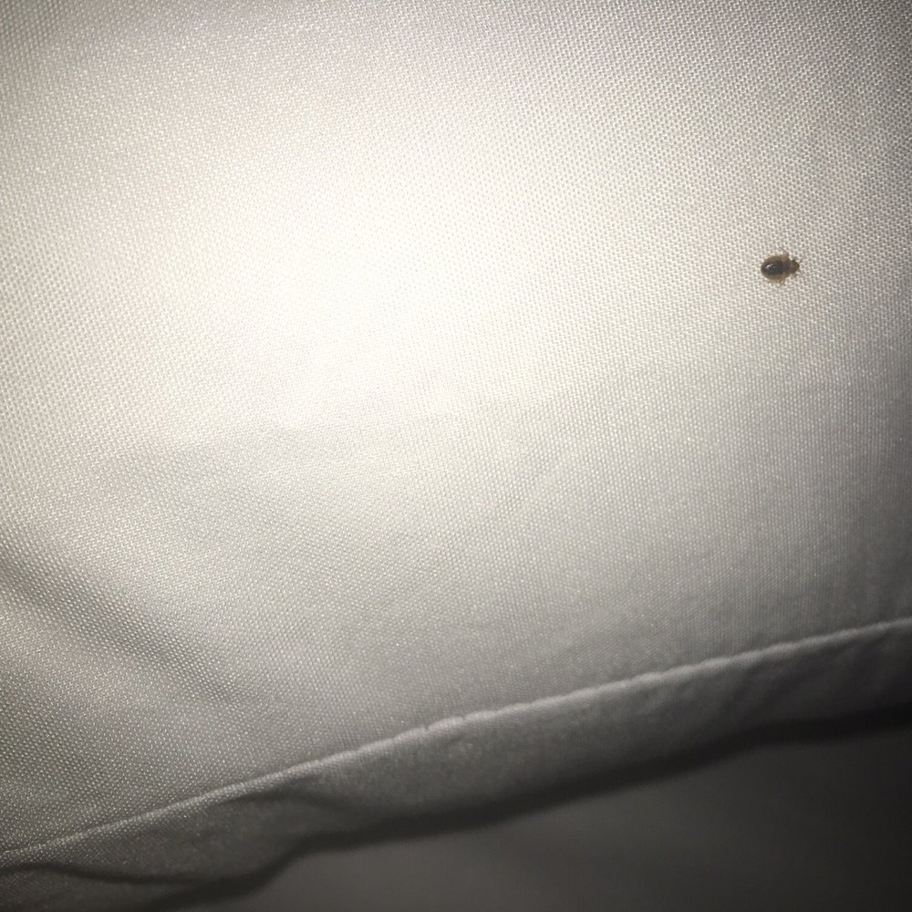 Bed bug on my pillow. Pretty sure he didn't pay for this room. Bed bug on my pillow. Pretty sure he didn't pay for this room.